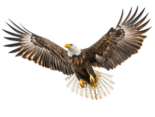 Obraz premium photo of an eagle floating mid-air on isolated background 