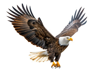 Naklejka premium photo of an eagle floating mid-air on isolated background 