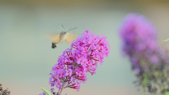 Hawk-moth hummingbird with long proboscis hovering on Buddleja, close up, soft focus.