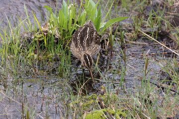 Common Snipe ( Gallinago gallinago ) searching for food  Newfoundland Canada