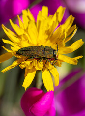 Macrophotographie d'un insecte - Anthaxie hongroise - Anthaxia hungarica