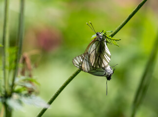 Macrophotographie d'un insecte - Gazé - Aporia crataegi