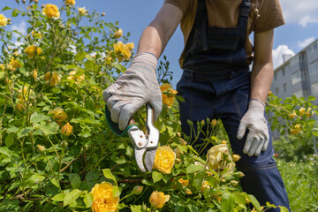A young man is trimming a rose bush