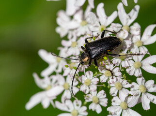 Macrophotographie d'un insecte - Lepture écussonné - Stictoleptura scutellata