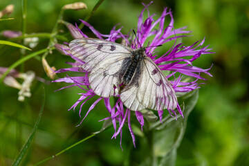 Macrophotographie d'un insecte - Semi-apollon - Parnassius mnemosyne