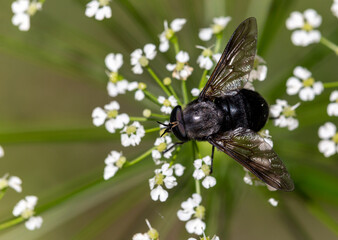 Macrophotographie d'un insecte - Mouche à queue bleue - Tabanus atratus