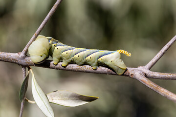 Macrophotographie d'un insecte - Sphinx tête de mort - Acherontia atropos