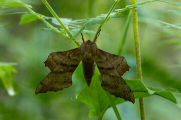 Macrophotographie d'un insecte - Sphinx du peuplier - Laothoe populi