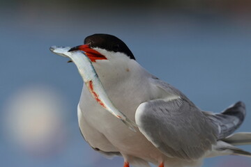 common tern detail