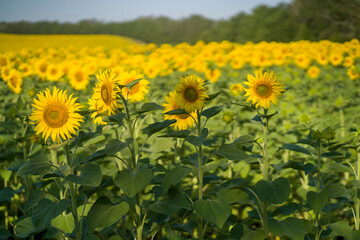 Fototapeta premium Yellow sunflowers are growing on the field.