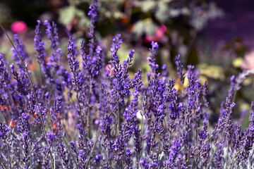 Bee, butterfly pollinating lavender flowers. Blurred summer background of lavender flowers. Beautiful wallpaper. Soft focus. Lavender field. Flowers close-up, Provence. colorful tourist landscape