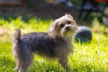 Fluffy Yorkshire terrier standing on lawn in sun