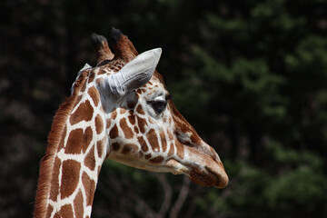 This is a close-up of a Giraffe head and all of its beautiful detail.