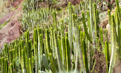 Exotic wild plants, cacti growing on desert soil, stems of green cactus closeup.