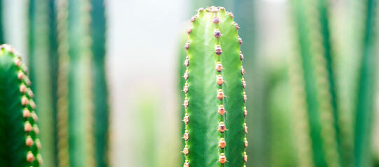 Exotic wild plants, cacti growing on desert soil, stems of green cactus closeup.