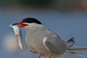 common tern detail