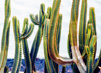 Exotic mini garden with large green cactus, a black and a white walls of a house on the background.
