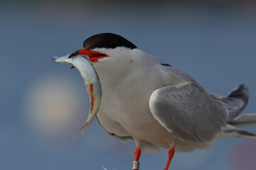 common tern detail