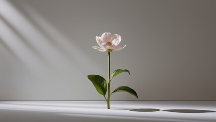 Single Pink Flower with Shadow and Light Streaks