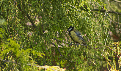 Great tit resting on a branch. Wild little bird. Tit, warbler, colored.