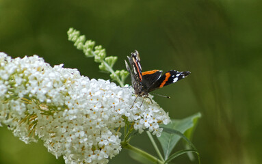 Butterfly sitting on a blooming plant. Summer, nature, insect, butterfly, flower. A butterfly with outstretched wings on a plant flower. Meadow, garden, summer.