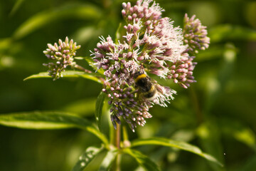 A bee pollinating the bright flower of a plant. Wild nature, insects, summer, season. Bee on flower, wildflower, pollen, honey bee, blurred background.