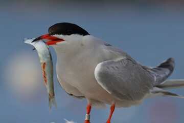 common tern detail