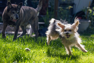 Small crazy Yorkie playing near large brindle dog