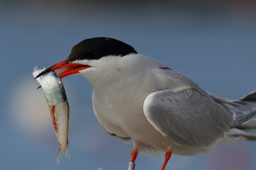 common tern detail