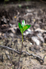Saplings of the Sonneratia alba mangrove tree