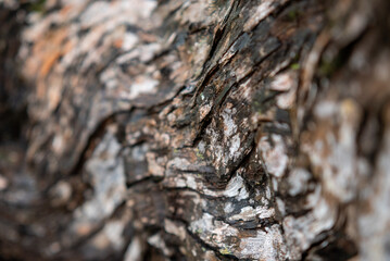 Natural background. Tree bark texture