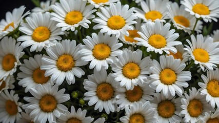 Vibrant Close-Up of White Daisies with Yellow Centers in Warm Sunlight
