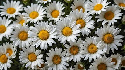 Vibrant Close-Up of White Daisies with Yellow Centers in Warm Sunlight