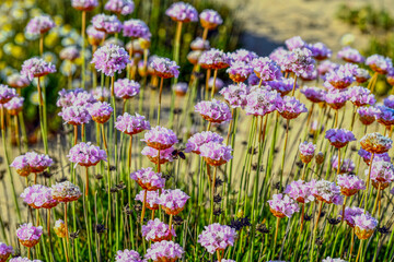 Strand-Grasnelke (Armeria maritima) in Albufeira, Algarve