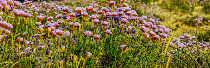 Strand-Grasnelke (Armeria maritima) in Albufeira, Algarve