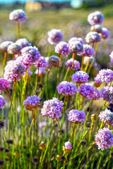 Strand-Grasnelke (Armeria maritima) in Albufeira, Algarve