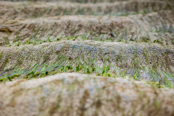 Natural background. White sea sand covered with moss