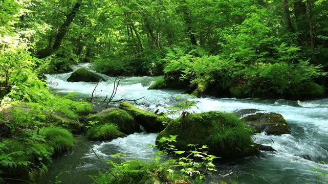 青森県　奥入瀬渓流　8月