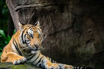 The Bengal tiger (Panthera tigris tigris) was estimated at comprising fewer than 2,500 wild individuals by 2011. 
The coat is yellow to light orange, with stripes ranging from dark brown to black.