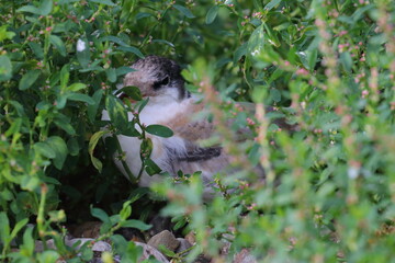 common tern detail