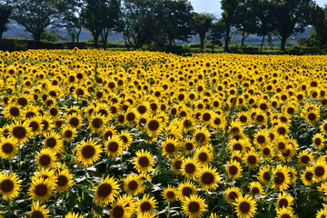 Obraz premium 座間ひまわり畑