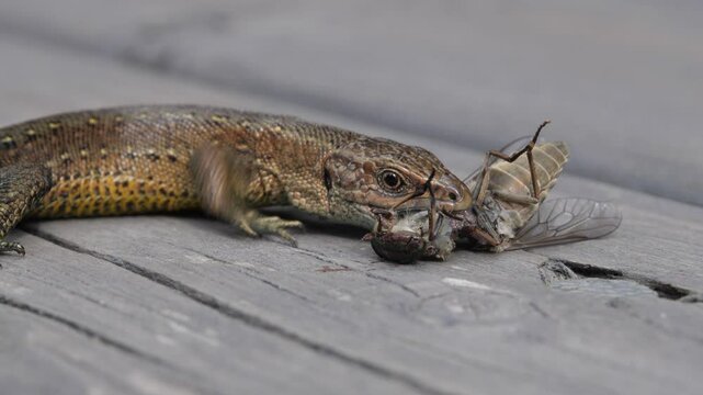 Lizard eats horsefly