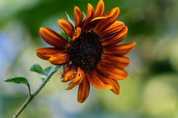 bee on orange flower
