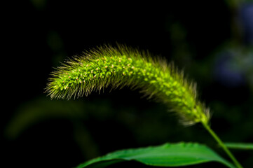 close up of fern leaf