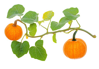 A branch of pumpkin with leaves on transparent background