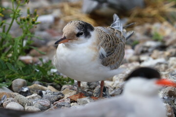 common tern detail