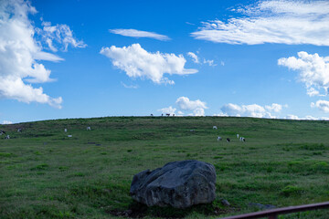 美ヶ原の青空と丘の上の牛