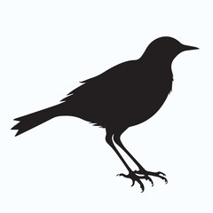 Bird Silhouette icon