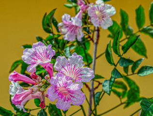 Rosa Trompetenwein (Podranea ricasoliana)