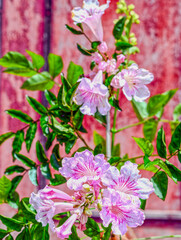 Rosa Trompetenwein (Podranea ricasoliana)